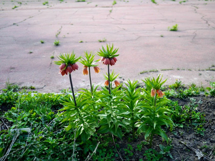 Раменки
